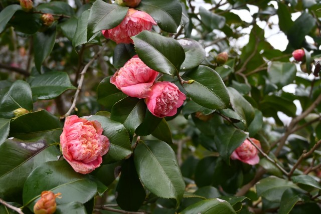 tsubaki_momoware_260211