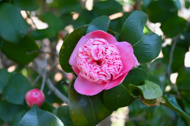 tsubaki_momoware_260218