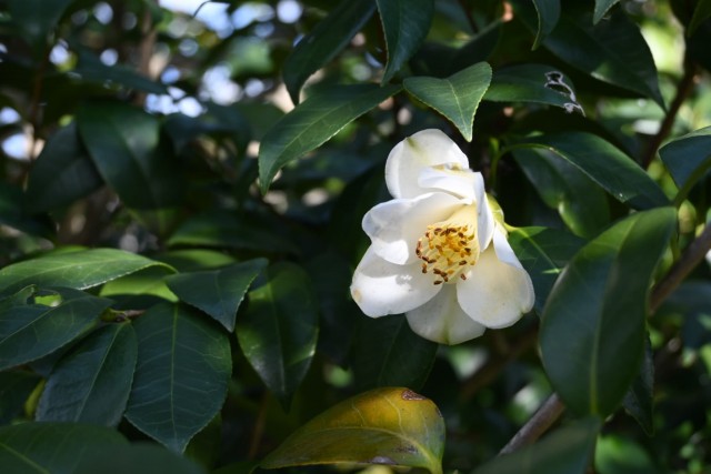 tsubaki_morohito_260305