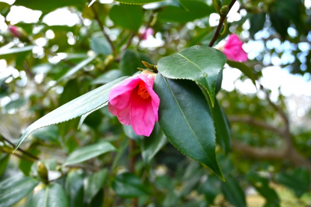 tsubaki_myogashima_260128