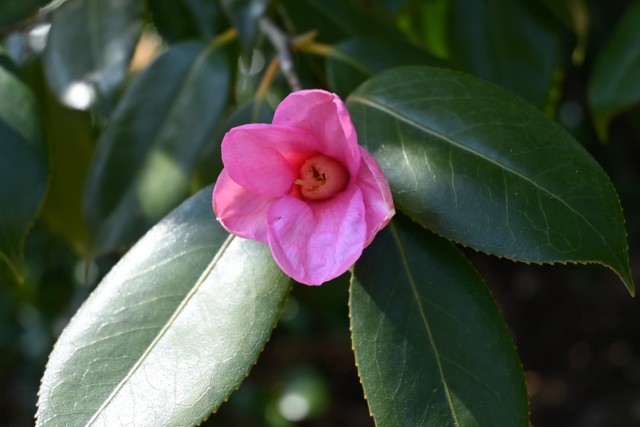 tsubaki_myogashima_260204_01