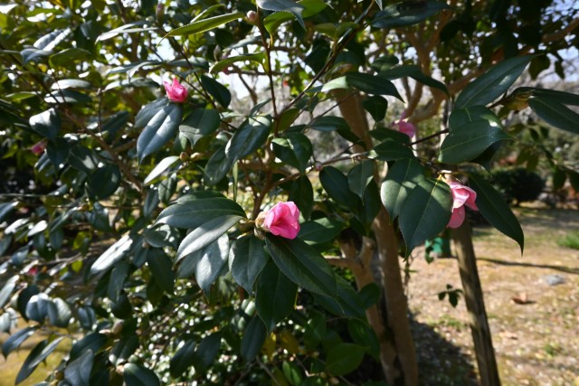 tsubaki_myogashima_260204_02