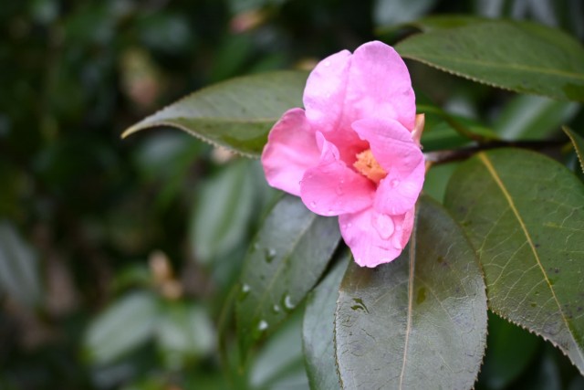 tsubaki_myogashima_260211