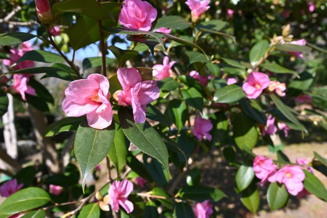 tsubaki_myogashima_260218