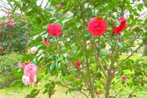 tsubaki_nanayohenge_250402