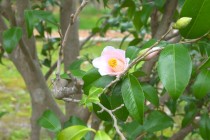 tsubaki_okuwabi_250402