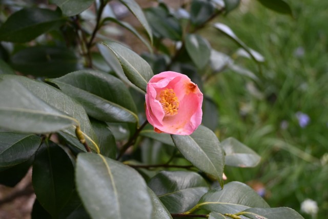 tsubaki_ounosato_260128