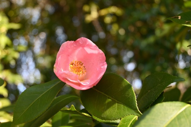 tsubaki_ounosato_260218