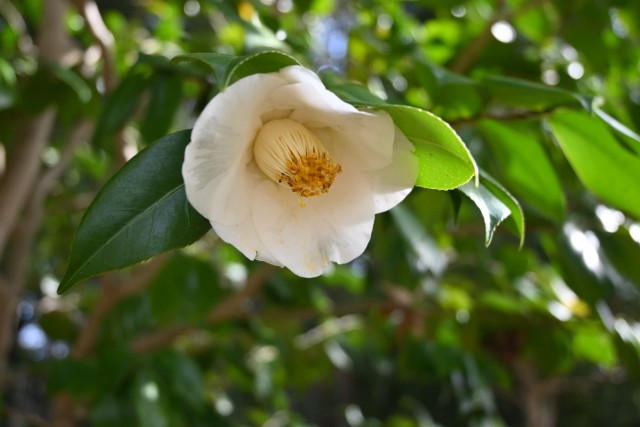 tsubaki_shirotaroan_260317