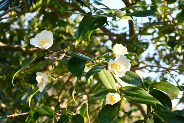 tsubaki_shirowabisuke