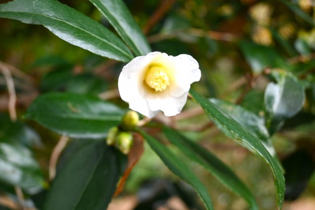 tsubaki_shirowabisuke_251217