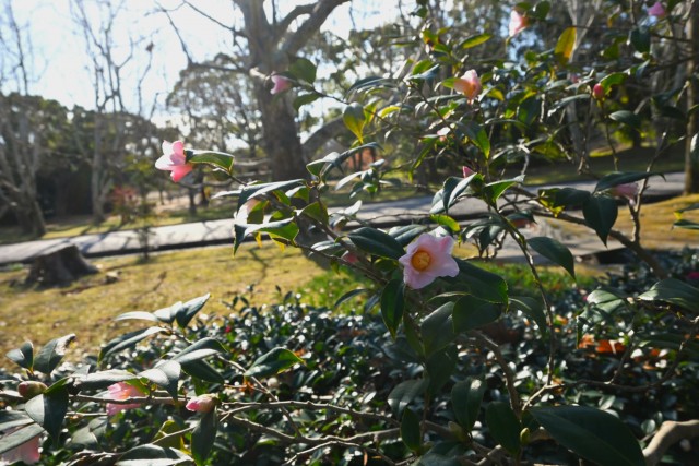 tsubaki_sukiya_260114