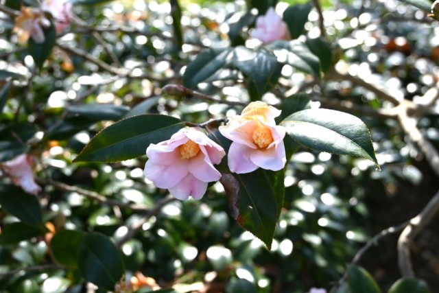 tsubaki_sukiya_260204_01