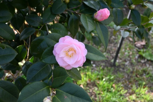 tsubaki_syunsyoko_260305