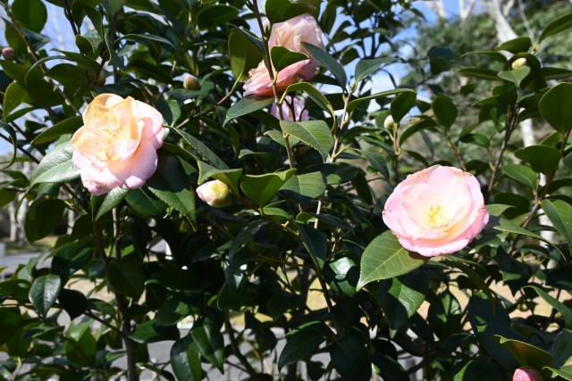 tsubaki_syunsyoko_260311