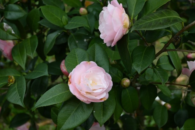 tsubaki_syunsyoko_260325