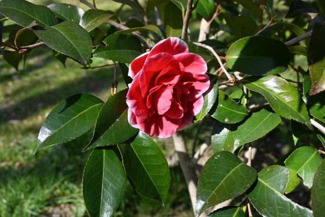 tsubaki_tamaariake_260311