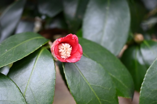 tsubaki_tenrinji__260211