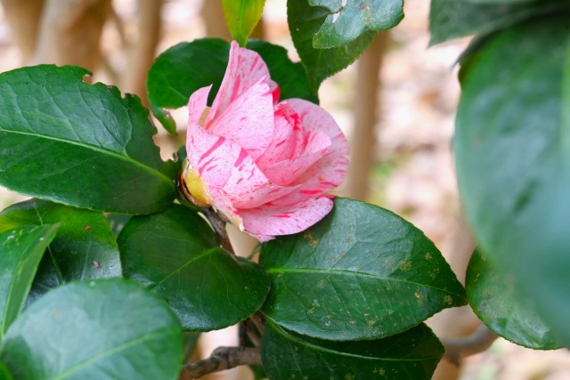 tsubaki_yubashibori_251217