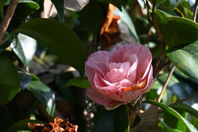 tsubaki_yubashibori_260114