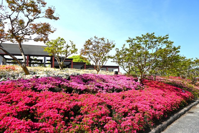 tsutsuji_250501_01