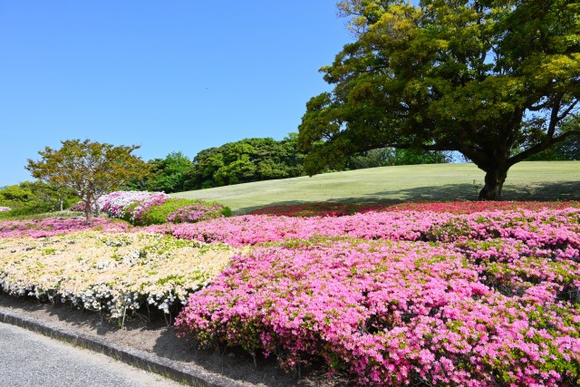 tsutsuji_250501_02