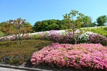 tsutsuji_250501_03