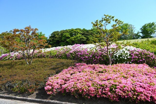 tsutsuji_250501_03