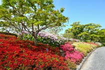 tsutsuji_254501_04