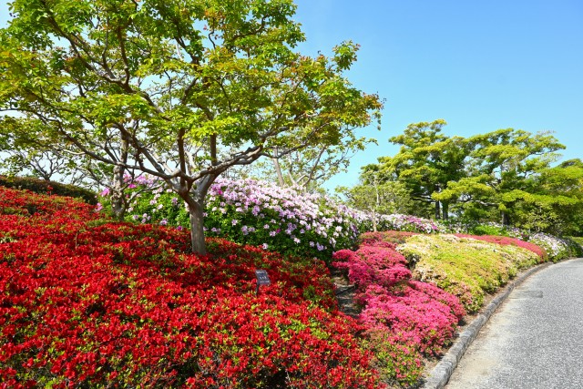 tsutsuji_254501_04