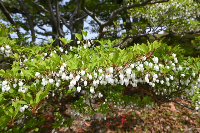 tsutsuji_dodan_230420_01