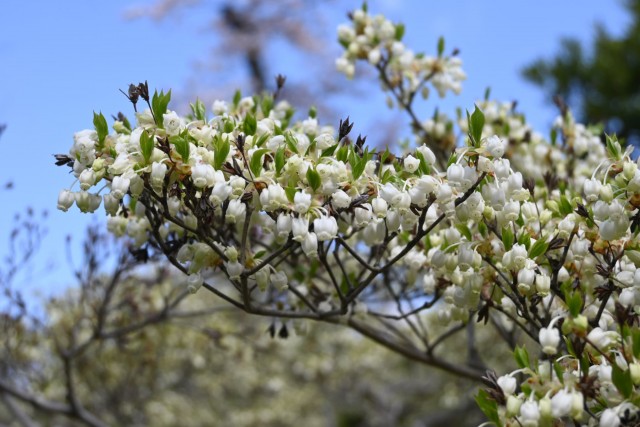 tsutsuji_dodan_260408_01