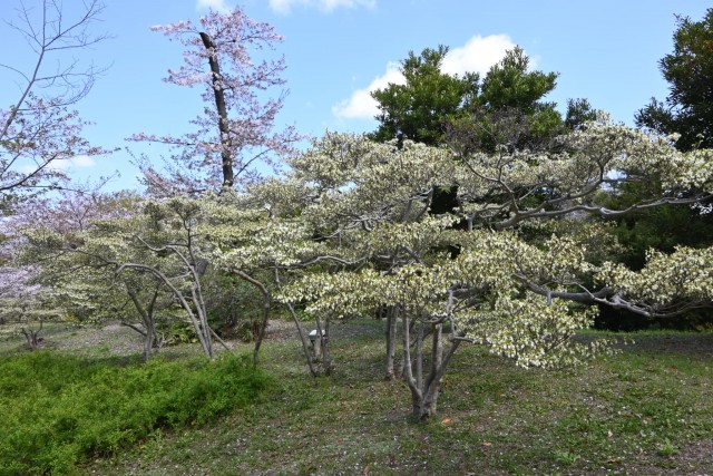 tsutsuji_dodan_260408_02