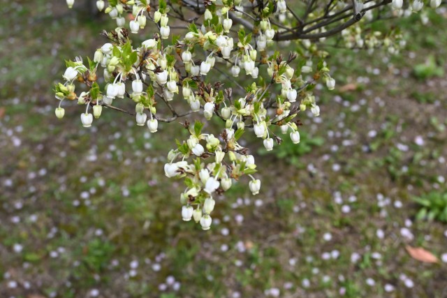 tsutsuji_dodan_260408_03
