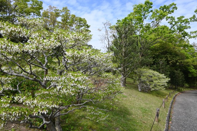 tsutsuji_dodan_260414_01