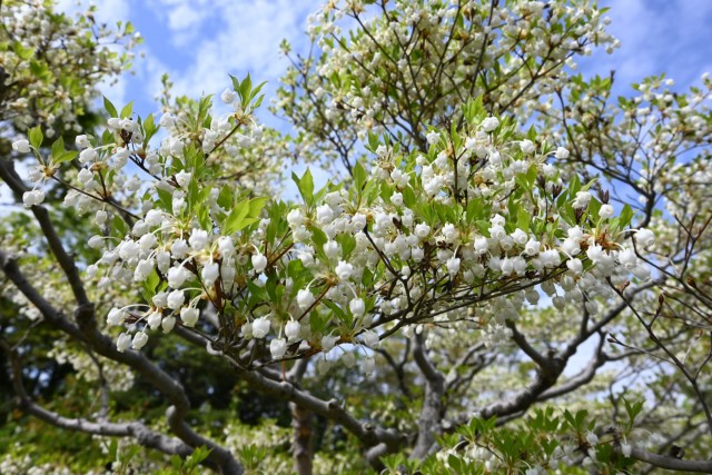 tsutsuji_dodan_260414_02