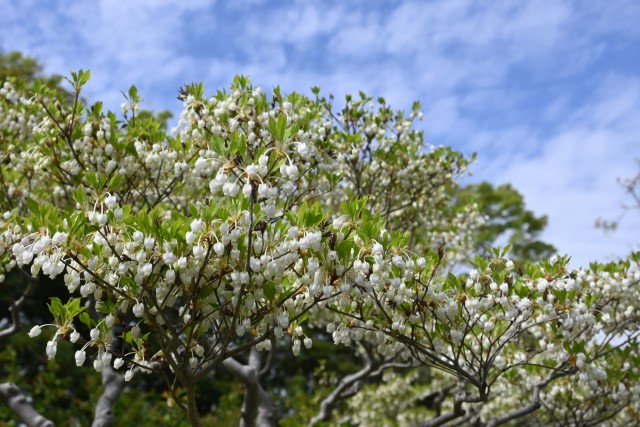 tsutsuji_dodan_260414_04