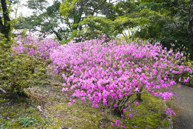 tsutsuji_kobano_260408_01