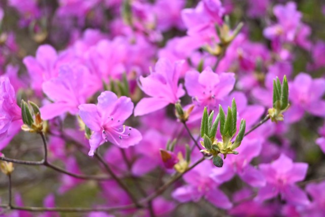 tsutsuji_kobano_260408_02