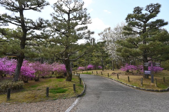 tsutsuji_kobano_260408_04