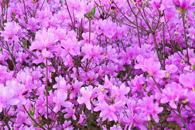 tsutsuji_kobano_260408_05