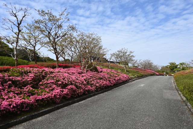 tsutsuji_kurume_260414_01