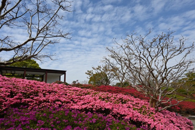 tsutsuji_kurume_260414_02