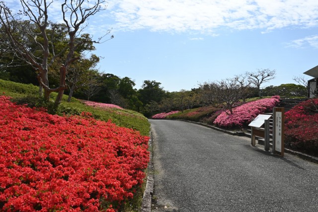 tsutsuji_kurume_260414_04