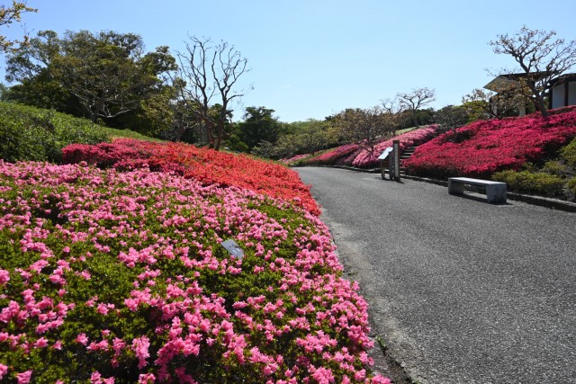 tsutsuji_kurume_260416_01