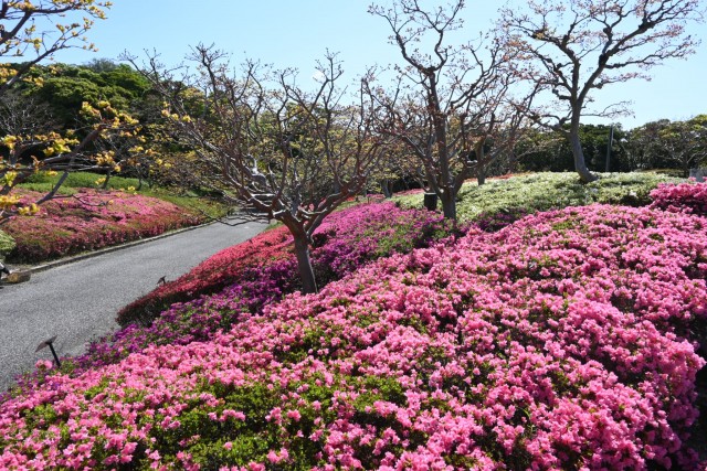 tsutsuji_kurume_260416_02