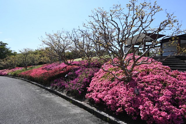 tsutsuji_kurume_260416_03