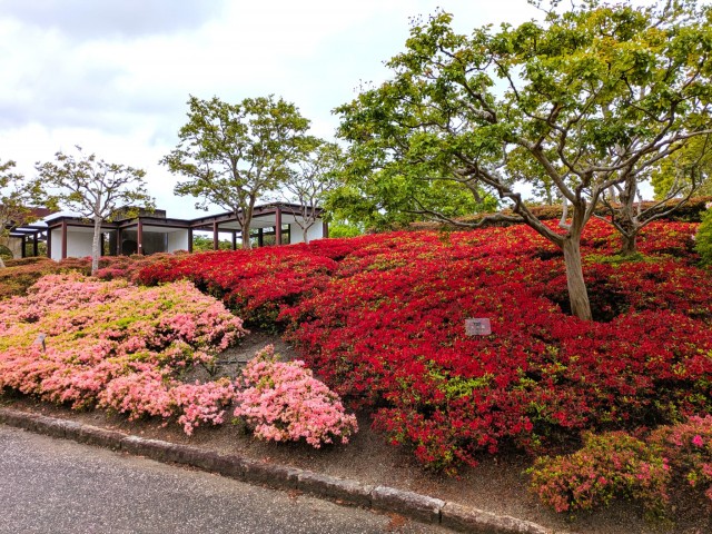tsutsuji_kurume_260427_01