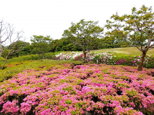 tsutsuji_kurume_260427_03
