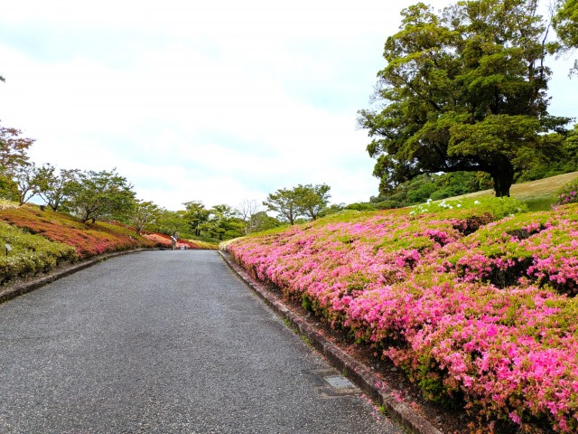 tsutsuji_kurume_260427_04